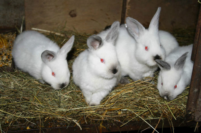 Pui californian - 11 Lista crescatorilor de iepuri californian-neozeelandez alb
