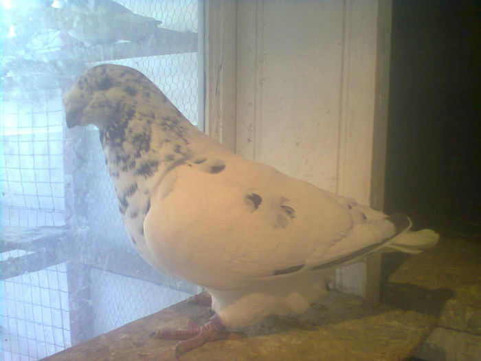 Fotografie2347.aceiasi.