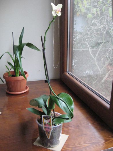 Phalaenopsis pistruiata superba , 20 ron