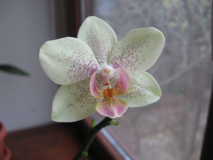 Phalaenopsis pistruiata,mai are o floare