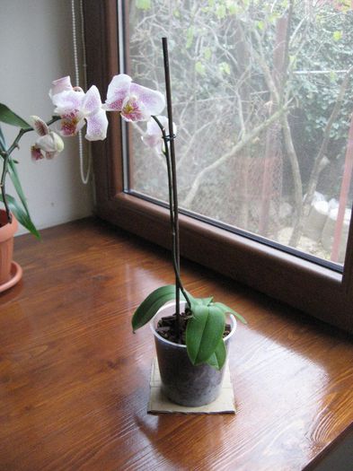 Phalaenopsis delicata si finuta  20 ron - Orhidee de vanzare