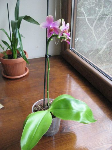 Vandut.Phalaenopsis Sweet Memory Liodoro,puternic parfumata,27 ron - Orhidee de vanzare