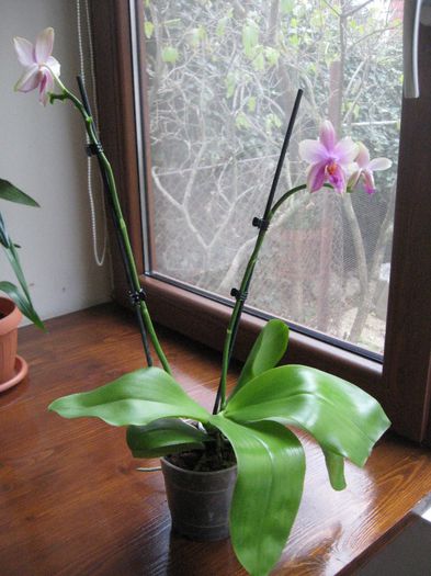 Phalaenopsis Sweet Memory Liodoro puternic parfumata , 30 ron - Orhidee de vanzare