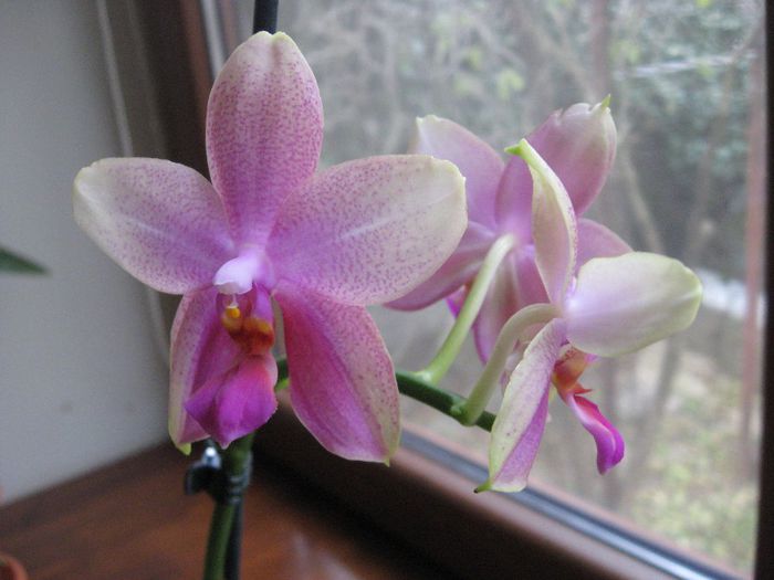Florile ei - Orhidee de vanzare
