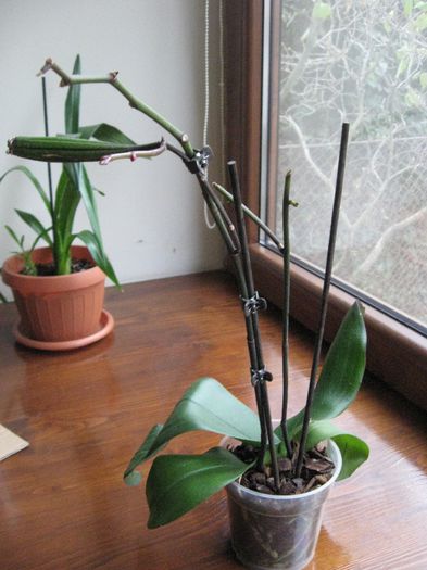 Vandut.Phalaenopsis cu ramuri mici in crestere,posibil keiki si teaca cu seminte,20 ron