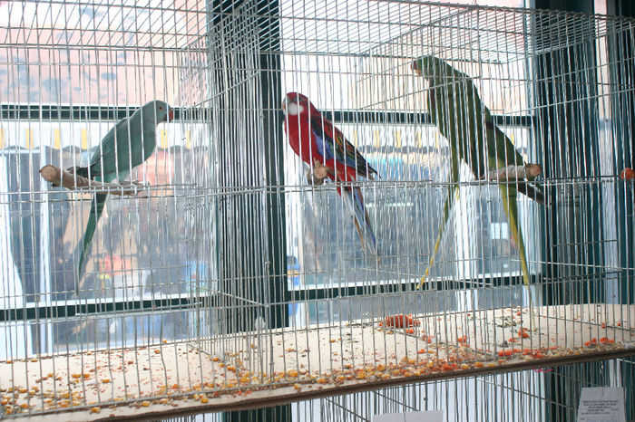 IMG_0401 - Expozitia Nationala a Federatiei Bucuresti decembrie 2013