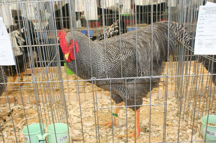 IMG_0325 - Expozitia Nationala a Federatiei Bucuresti decembrie 2013