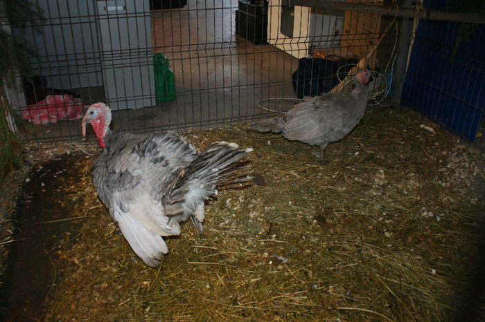 IMG_0361 - Expozitia Nationala a Federatiei Bucuresti decembrie 2013