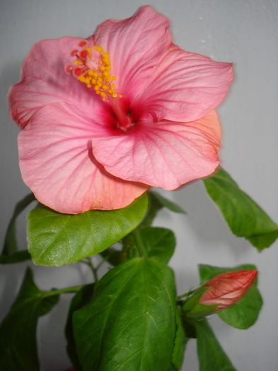 DSC06209 - HIBISCUS 2013