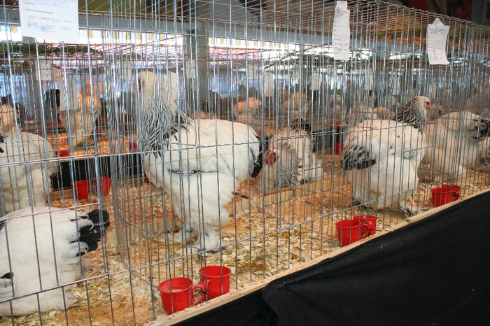 IMG_0386 - Expozitia Nationala a Federatiei Bucuresti decembrie 2013