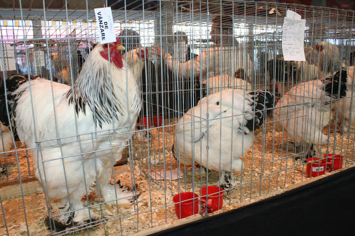 IMG_0388 - Expozitia Nationala a Federatiei Bucuresti decembrie 2013