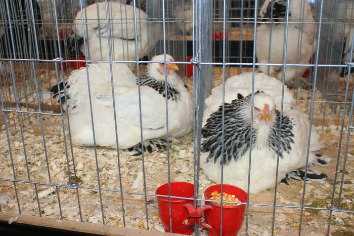 IMG_0389 - Expozitia Nationala a Federatiei Bucuresti decembrie 2013