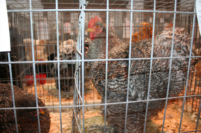 IMG_0391 - Expozitia Nationala a Federatiei Bucuresti decembrie 2013