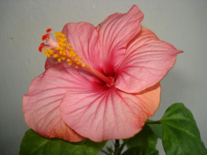 DSC06212 - HIBISCUS 2013