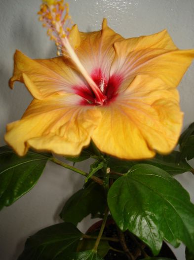 DSC06217 - HIBISCUS 2013