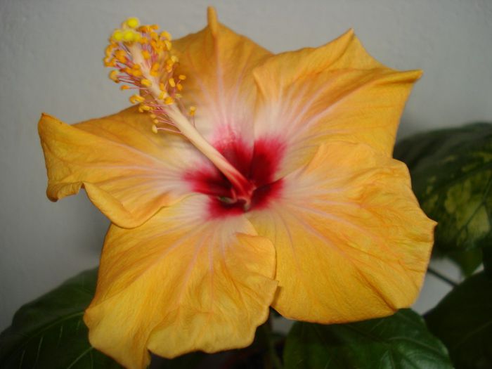 DSC06218 - HIBISCUS 2013