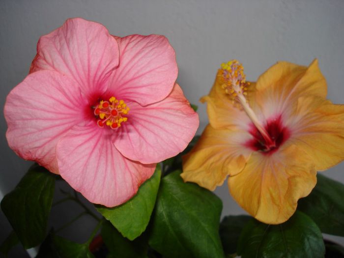 DSC06223 - HIBISCUS 2013