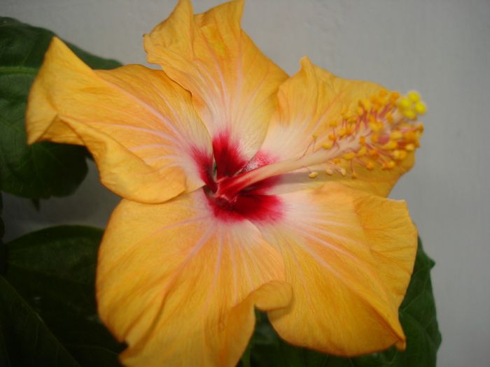 DSC06214 - Hibiscus Yellow Holiday