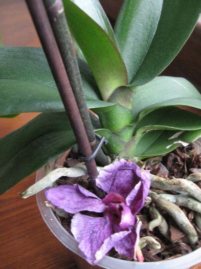 Vandut.Phalaenopsis cu floare mov,mare - Orhidee de vanzare