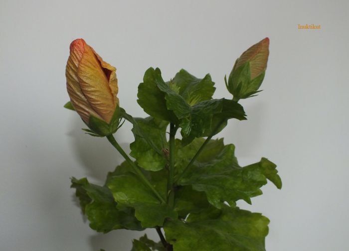 4 - 2 Floare hibi exotic din seminte a 2-a inflorire