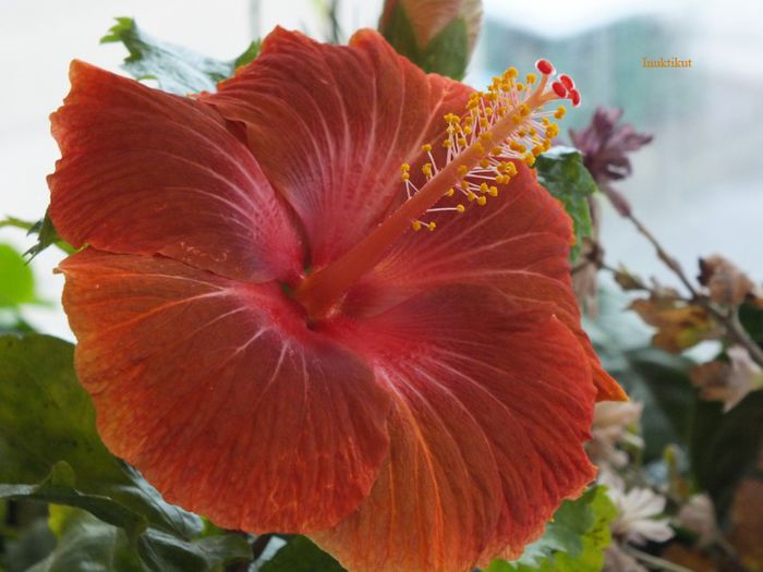 12 - 2 Floare hibi exotic din seminte a 2-a inflorire