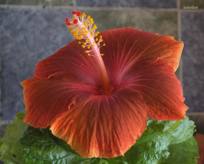 13 - 2 Floare hibi exotic din seminte a 2-a inflorire