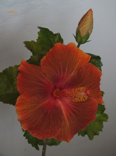 14 - 2 Floare hibi exotic din seminte a 2-a inflorire