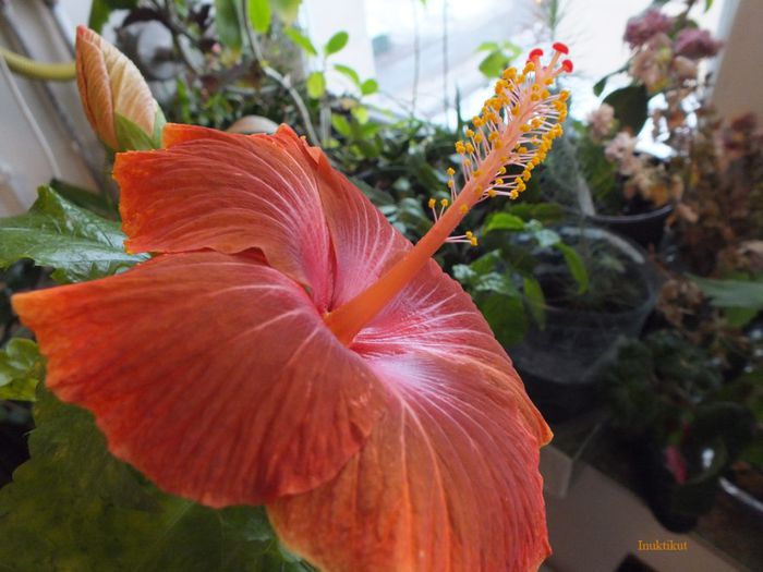 15 - 2 Floare hibi exotic din seminte a 2-a inflorire