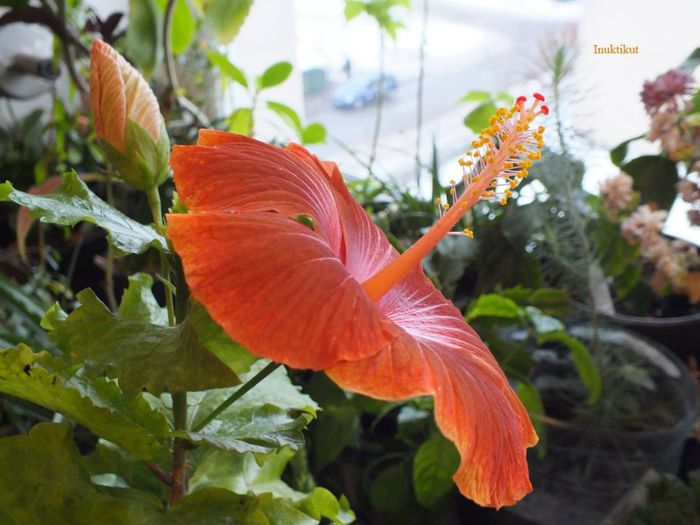 16 - 2 Floare hibi exotic din seminte a 2-a inflorire