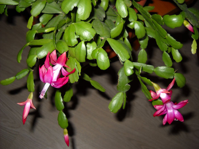 17.12.013 - Schlumbergera-2010-2013