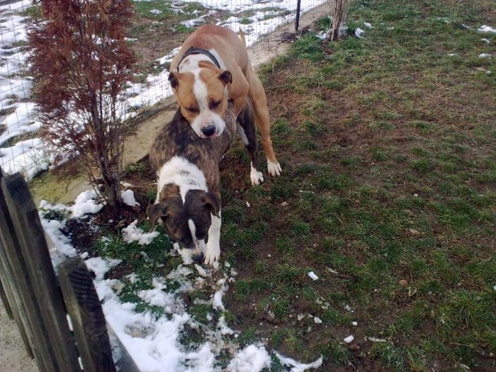 kiparinti catelusei mele