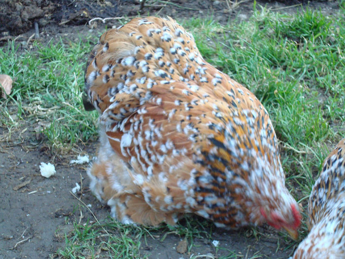 DSC02178 - gaini cochinchina pitic