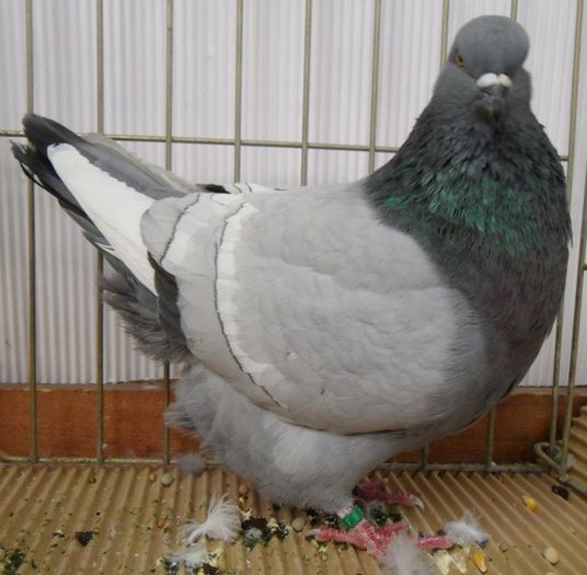 183 - Pt Iubitorii Rasei 1