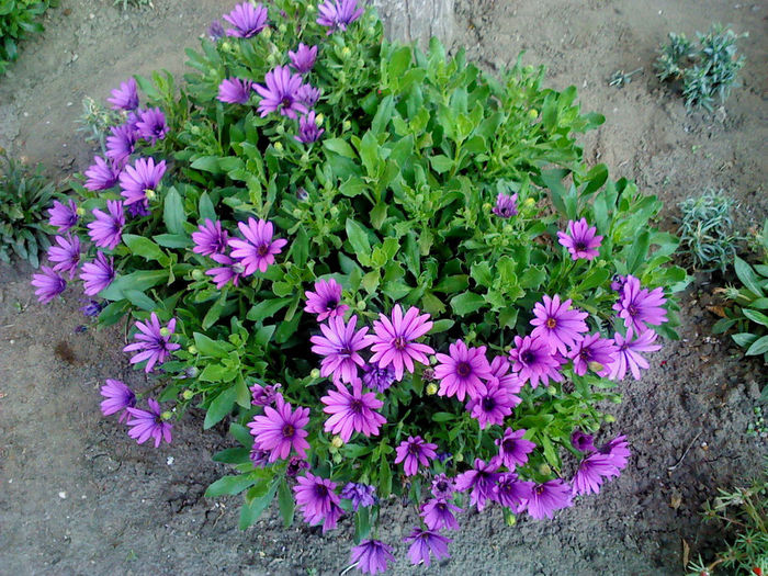 DSC00025 - FLORILE  MELE