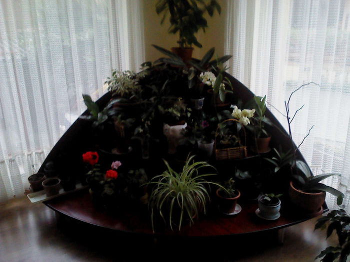 COLTUL VESEL - FLORILE  MELE