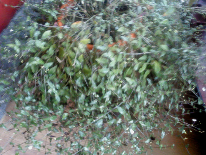 DSC00160 - FLORILE  MELE