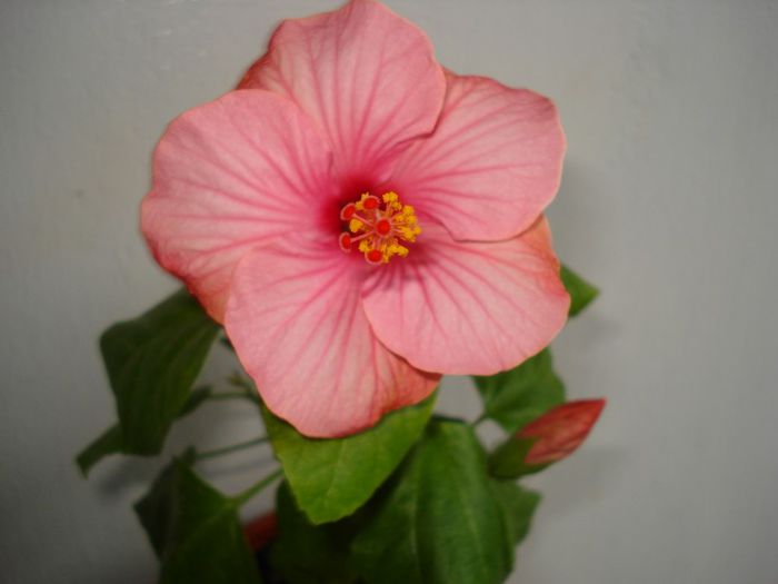 DSC06211 - Hibiscus Venetie