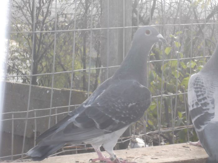 020640-12(13)CIOARA DANIEL,semi frate cu 193701-06 loc 1 Nurenberg 09 si 188255-06 loc 1 Scharding