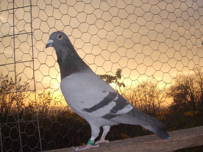 fiu "Calarasi"locul 7 nat categoria national palmares 02,03,04 CIOARA DANIEL,prezent in expo.nat Con