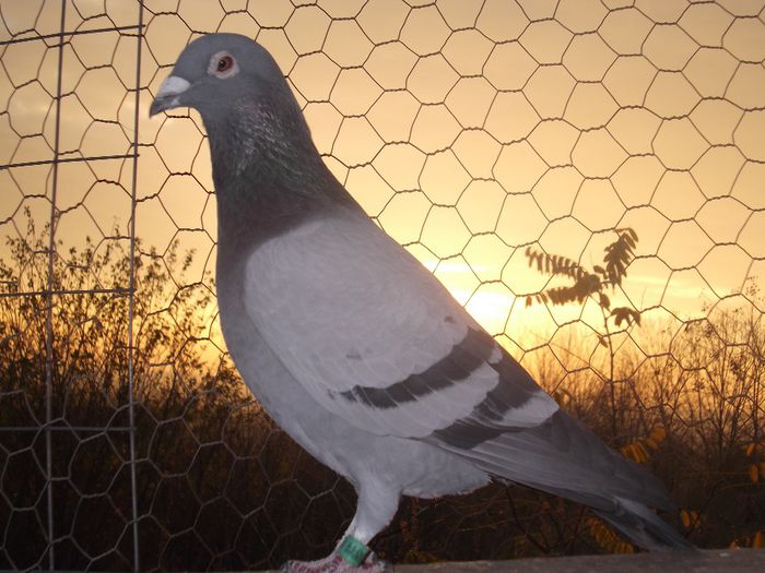 fiu "Calarasi"locul 7 nat categoria national palmares 02,03,04 CIOARA DANIEL,prezent in expo.nat Con