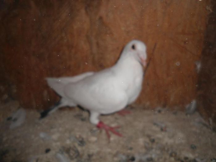 DSC01127 - porumbeii mei