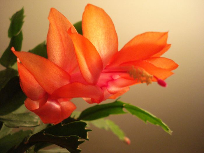 DSC05963 - Schlumbergera russelliana