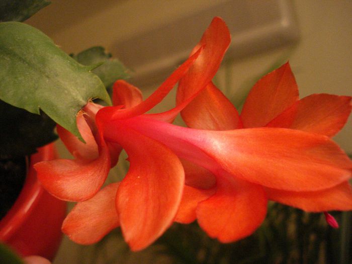 DSC05965 - Schlumbergera russelliana