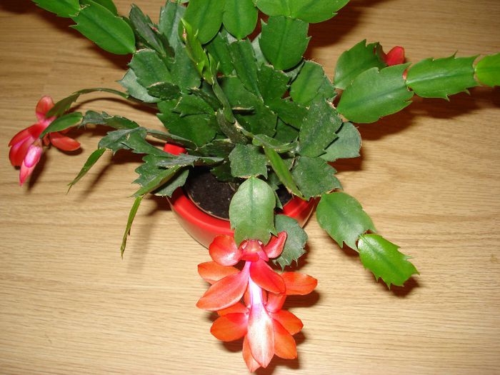 DSC05971 - Schlumbergera russelliana
