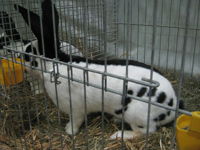 Ried 2013_ 181 - Expo Nat Ried 2013 dec14 15 dec