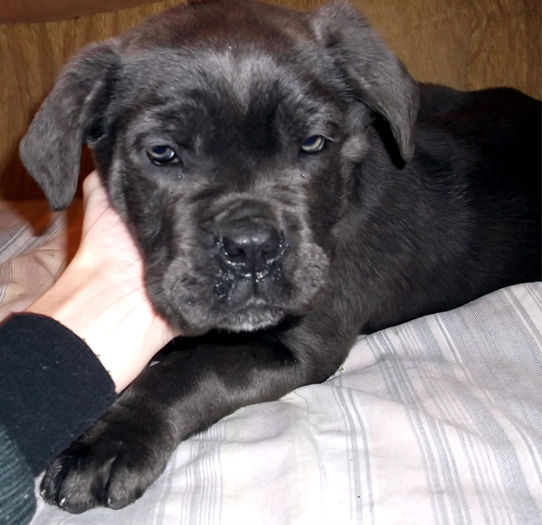  - CANE CORSO GRI de vanzare-VANDUT