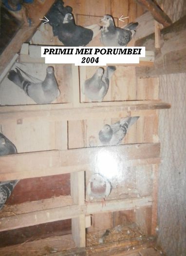 PRIMII MEI PORUMBEI 2004 - A-Amintiri 2004-2008