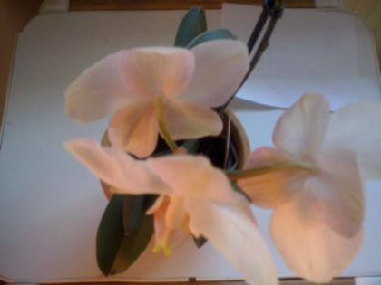 orhidee pitica; orhidee
