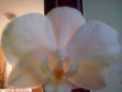orhidee pitica; orhidee pitica
