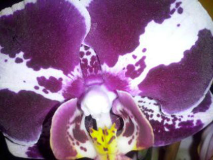 orhidee; orhidee
